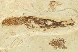 Plate of Fossil Pipefish (Syngnathus) - California #274982-3